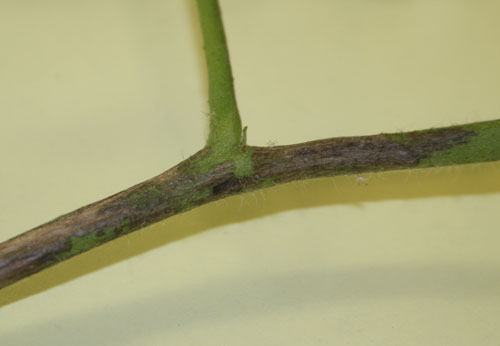 stem lesions
