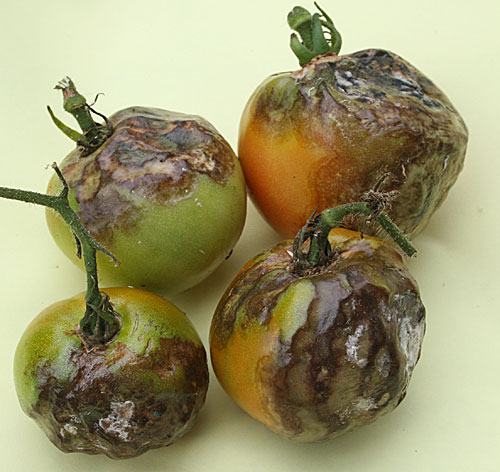 fruit rot