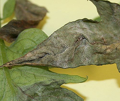 underside of elaf showing sporulation