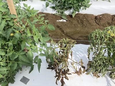 Bacterial wilt on tomato