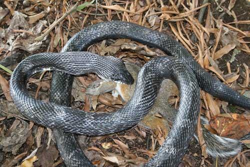 rat snake