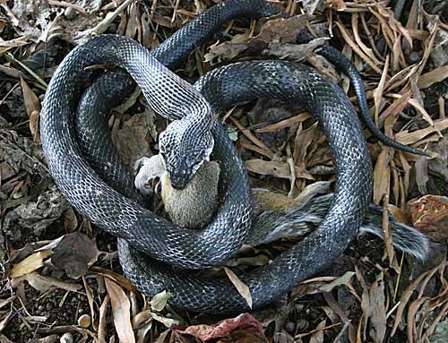 rat snake