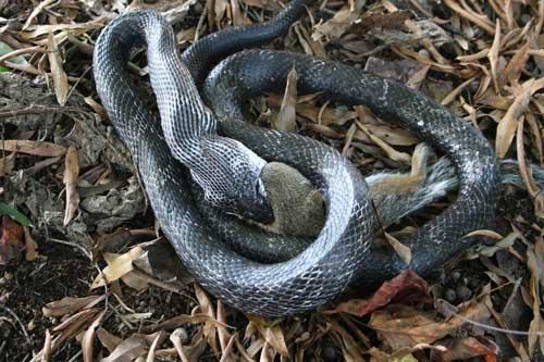 rat snake