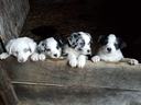 Four Australian shepherd puppies