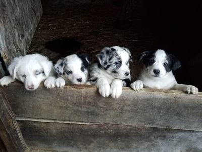 Four Australian shepherd puppies