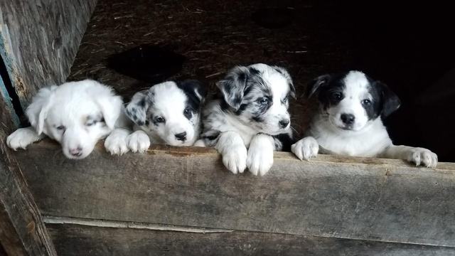Four Australian shepherd puppies