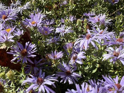 New England Aster, October 2025