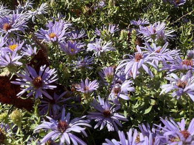 New England Aster, October 2025