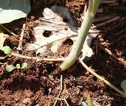 lawn with diseased areas