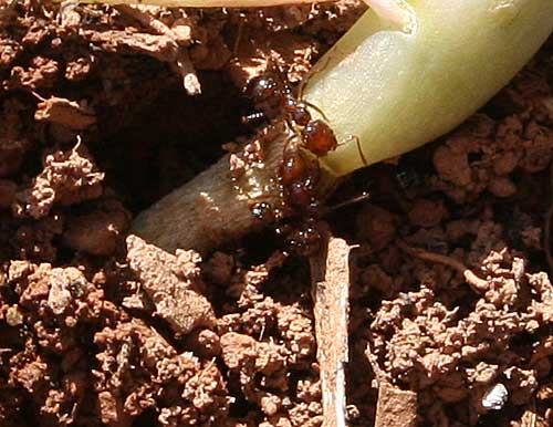 fir ants girdling stem of broccoli seedling