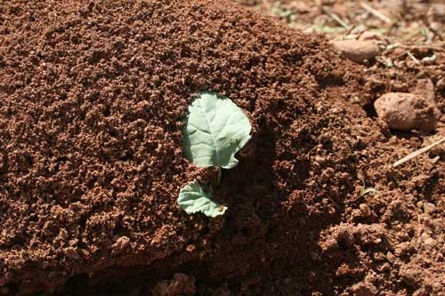 fire ant mound