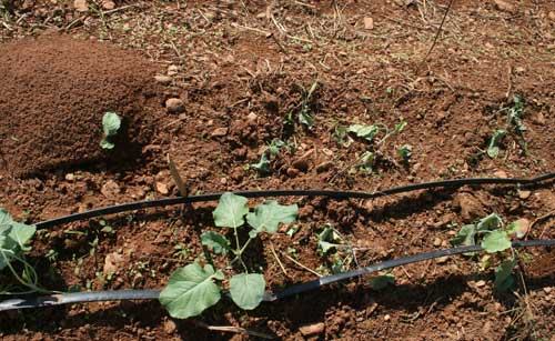 damaged transplants next to fire ant mound