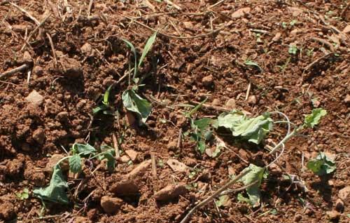 close-up of wilted plants