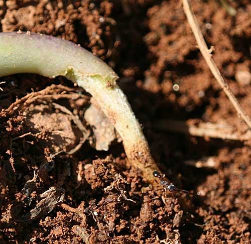 diseased turf, close up