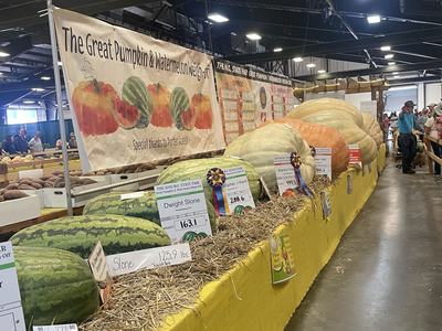 Giant pumpkins on display at the North Carolina State Fair's giant pumpkin contest.