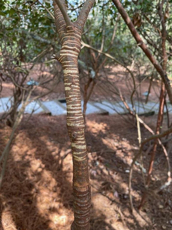 Mountain Laurel hornet bark stripping