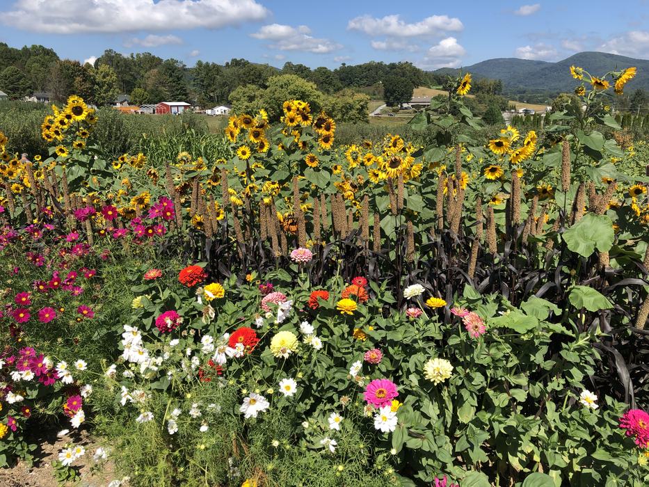 cut flower farm