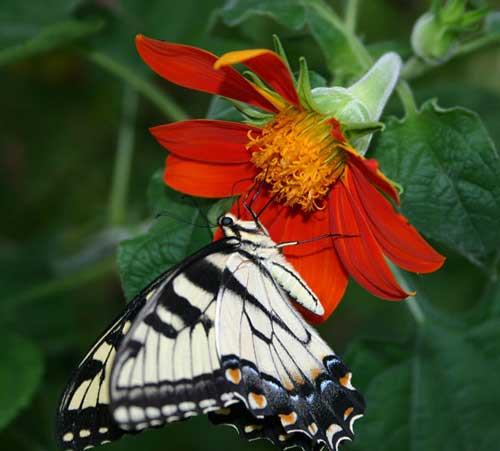swallowtail on Tithonia
