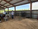 Kids listening to someone teach about agriculture. With black beef cow in corral panels.
