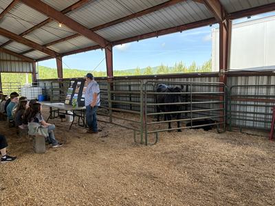 Kids listening to someone teach about agriculture. With black beef cow in corral panels.