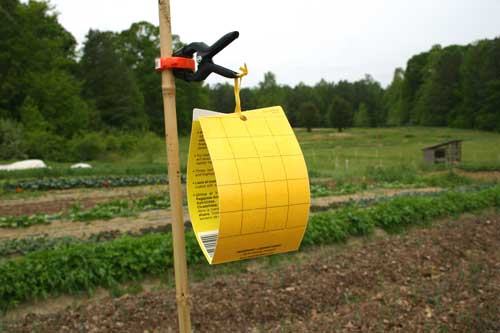 Perry-winkle Farm photo 21