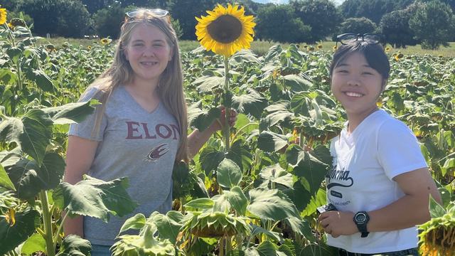Two girls stand together in a field with a blooming sunflower.