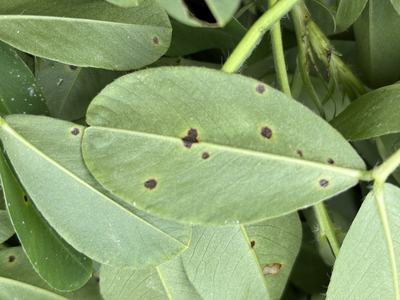 Spots likely caused by a pathogen