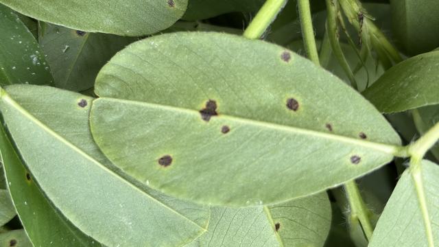 Spots likely caused by a pathogen