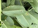Leaf spot disease