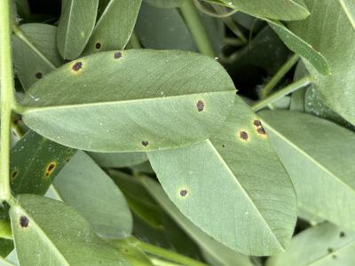 Leaf spot disease