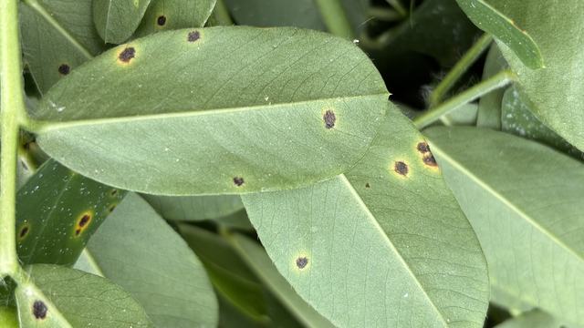 Leaf spot disease