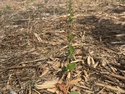 Soybean seedlings