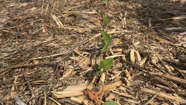 Soybean seedlings
