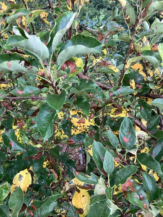 Symptoms of necrotic leaf blotch on apple leaves