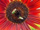 Two bright green, small bee insects on a burgundy sunflower blossom.