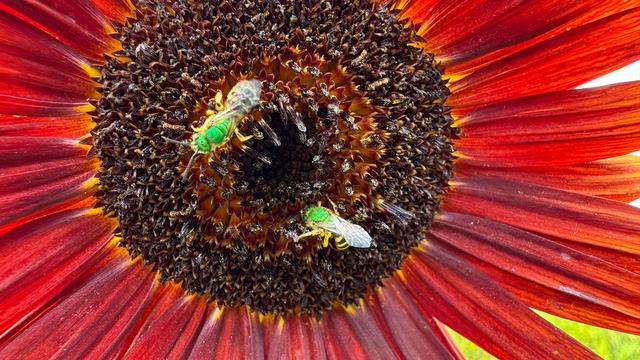 Two bright green, small bee insects on a burgundy sunflower blossom.