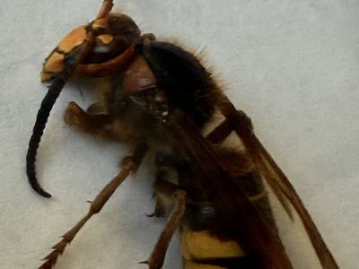 Large Hornet