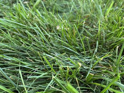 Close up photo of Tall Fescue.