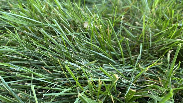 Close up photo of Tall Fescue.