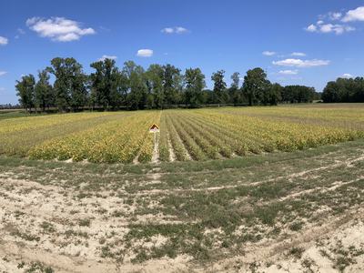 A wide panoramic shot of an agricultural field featuring neatly cultivated rows of crops transitioning from green to yellow. In the center stands a small red-and-white field marker sign. A light sandy dirt path frames the foreground, while a dense tree li