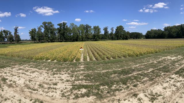 A wide panoramic shot of an agricultural field featuring neatly cultivated rows of crops transitioning from green to yellow. In the center stands a small red-and-white field marker sign. A light sandy dirt path frames the foreground, while a dense tree li