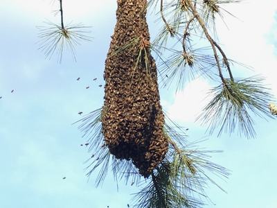 A swarm of honey bees hang from the limb of a pine tree.