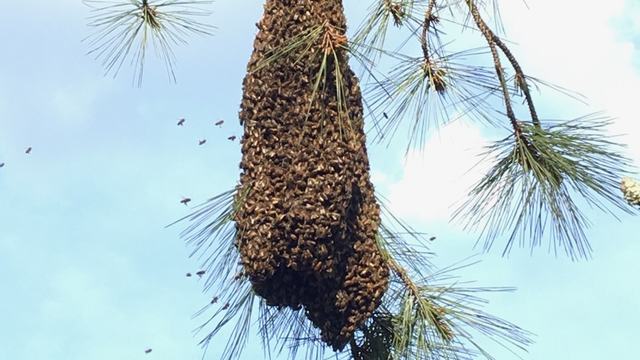 A swarm of honey bees hang from the limb of a pine tree.