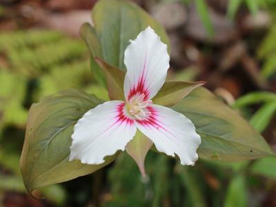 A white flower with three petals, each with pink coloration on the bottom of the petal.