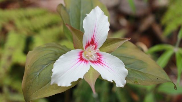 A white flower with three petals, each with pink coloration on the bottom of the petal.