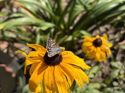 Yellow black eyed susan flower with a small blue butterfly on it
