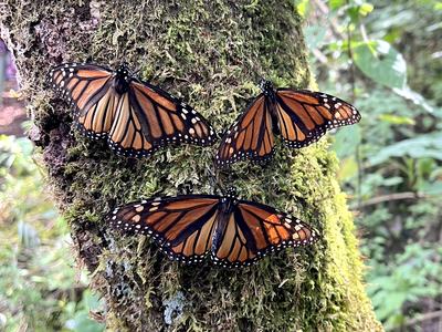 Three monarch butterflies with orange and black wings rest on a moss-covered tree trunk in a forest, their wings open as they cluster together on the bark.