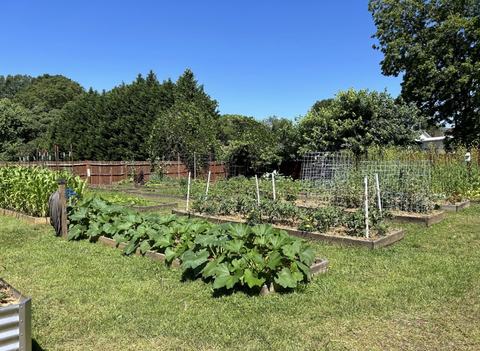 community garden beds