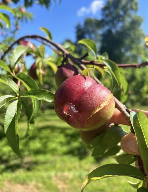 apple with insect damage