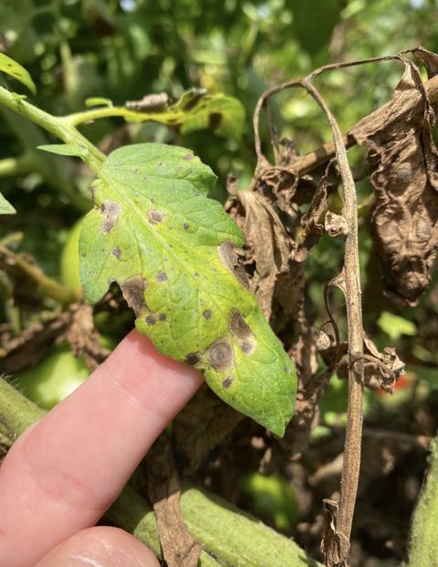 tomato vine with a disease